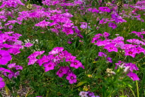 Large patches of pink, purple, and white Drummond’s phlox grow wild along the roads in Central Florida during the spring.