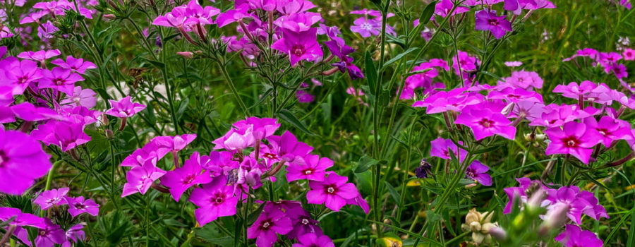 Large patches of pink, purple, and white Drummond’s phlox grow wild along the roads in Central Florida during the spring.