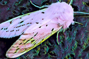 A evening moth has been recolored in pink, yellow, and green.