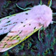 A White Moth Becomes a Colorful Blush in the Night