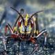 The Colorful Eastern Lubber Grasshopper is a Good Subject