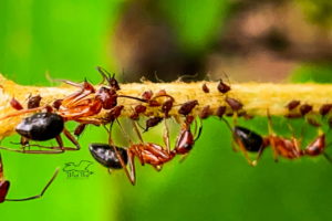 Several carpenter ants round up a group of aphids on a grape vine.