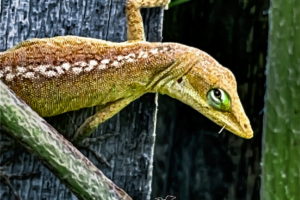 A green anole is between the brown phase and the green phase as she moves from an old piece of wood to a green plant.