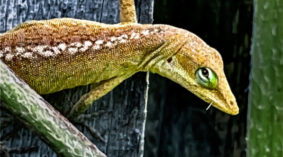 A green anole is between the brown phase and the green phase as she moves from an old piece of wood to a green plant.
