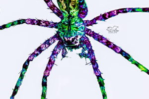 This spider shows a kaleidoscope of color in a combination photograph and drawing.