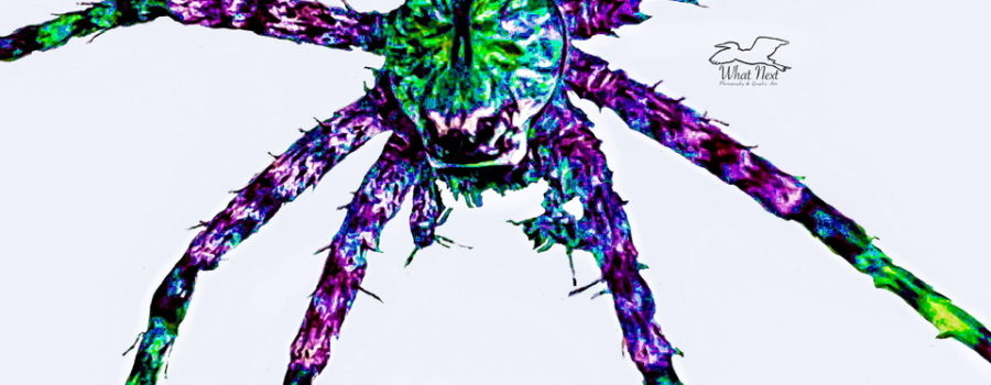 This spider shows a kaleidoscope of color in a combination photograph and drawing.
