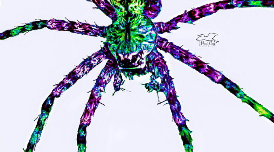 This spider shows a kaleidoscope of color in a combination photograph and drawing.
