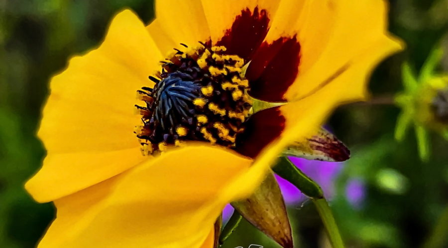 The Leavenworth’s tickseed is a beautiful summer flower that has bright golden petals.