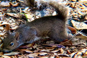 An Eastern Grey squirrel stretches across the forest floor in search of a bite to eat.