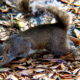 Eastern Grey Squirrels are Bright and Agile Little Animals