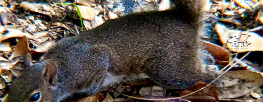An Eastern Grey squirrel stretches across the forest floor in search of a bite to eat.