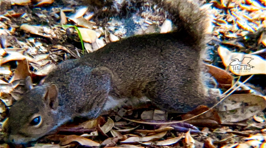 An Eastern Grey squirrel stretches across the forest floor in search of a bite to eat.