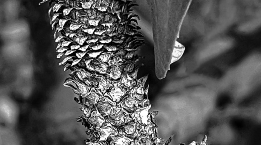 The textures on the end of a longleaf pine branch are variable and highly interesting.