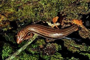 A five lined skink curves it’s body around as it scampers down a live oak tree.