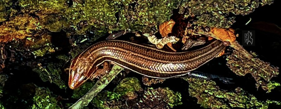 A five lined skink curves it’s body around as it scampers down a live oak tree.