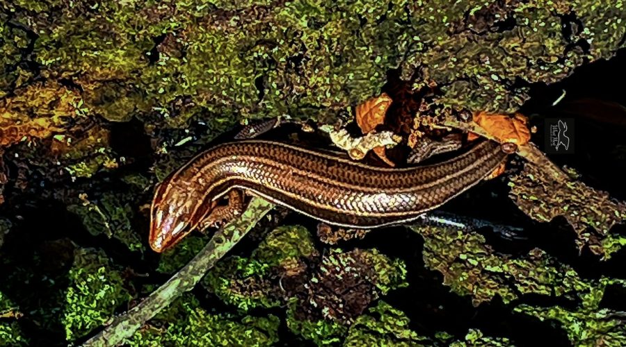 A five lined skink curves it’s body around as it scampers down a live oak tree.