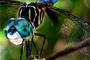 A male blue dasher gets ready to launch itself from it’s small branch after a passing fly.