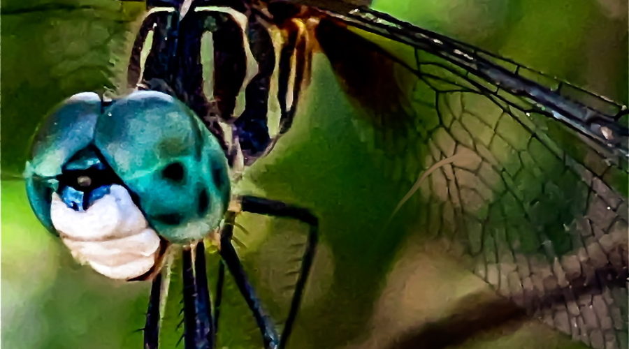 A male blue dasher gets ready to launch itself from it’s small branch after a passing fly.