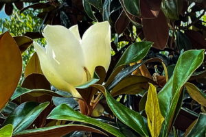 A large, fully open magnolia flower is one of many adorn this beautiful tree.