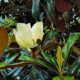 The Southern Magnolia is Another Great Iconic Tree