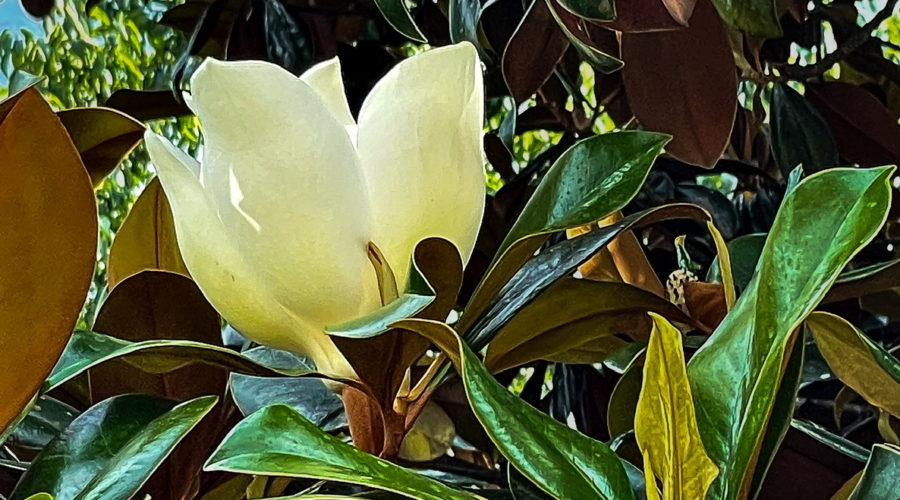 A large, fully open magnolia flower is one of many adorn this beautiful tree.