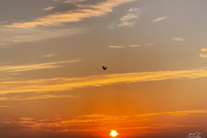 A single bird flies over the woods in the early morning dawn.