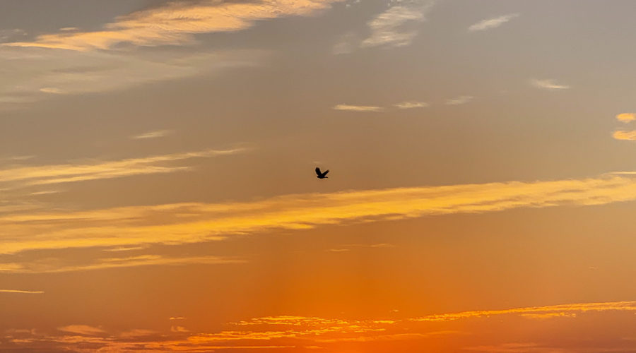 A single bird flies over the woods in the early morning dawn.