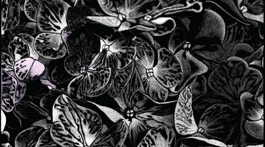 This original pen and ink style drawing features a bunch of hydrangea flowers.