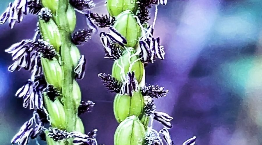 Two seed heads of Bahia grass are growing side by side in parallel.