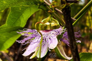 An exotic-looking passion fruit flower hides among the leaves and branches of the vine itself.