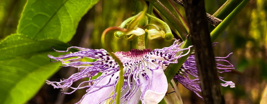 An exotic-looking passion fruit flower hides among the leaves and branches of the vine itself.