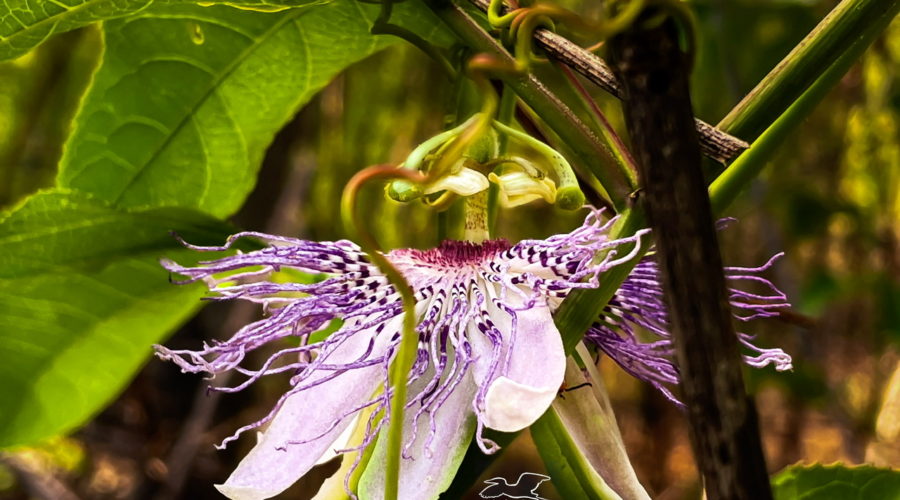 An exotic-looking passion fruit flower hides among the leaves and branches of the vine itself.