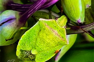 This red shouldered stink bug heads between the buds of a spiderwort plant as it crawls around.