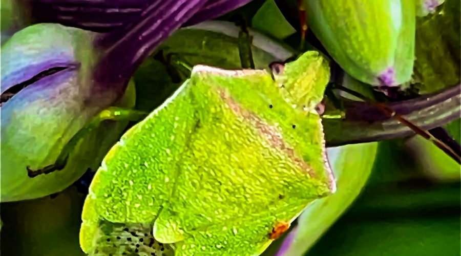 This red shouldered stink bug heads between the buds of a spiderwort plant as it crawls around.