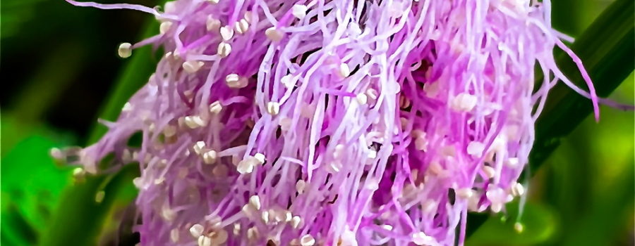 The powderpuff flower is a tangle of beautiful pink stamens with yellow anthers.