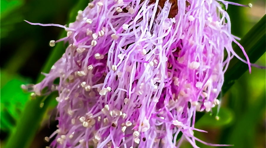 The powderpuff flower is a tangle of beautiful pink stamens with yellow anthers.