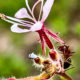 Beeblossom is Very Attractive to Small Pollinators