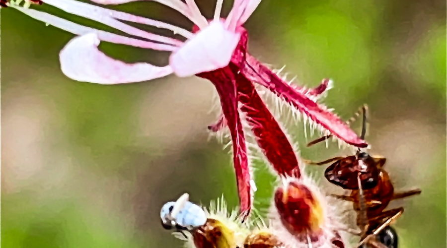 A flower of beeblossom and the surrounding buds are very tempting for all sorts of small pollinators.