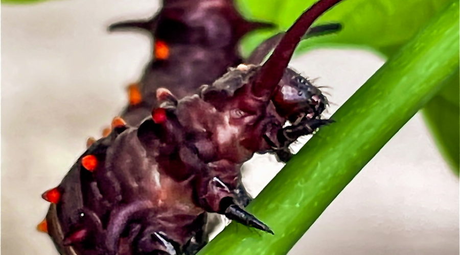 A pipevine swallowtail caterpillar crawls up a vine in search of new growth to feed on.