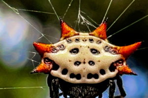 Spiny orb weavers are noted for their colorful spikes that protrude from the abdomen.