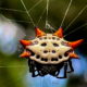 Spiny Orb Weavers are Unmistakably Colorful and Spiked