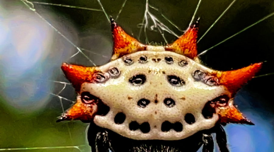 Spiny orb weavers are noted for their colorful spikes that protrude from the abdomen.