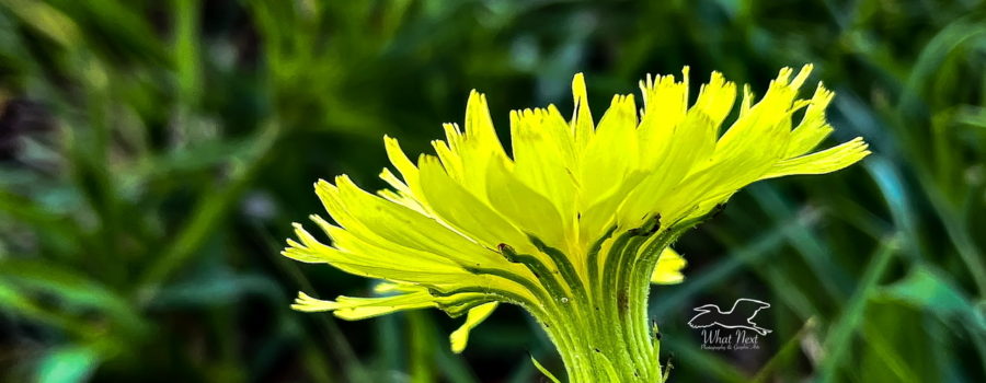 The beautiful, large flower of a desert chicory contrasts nicely with a green yard.