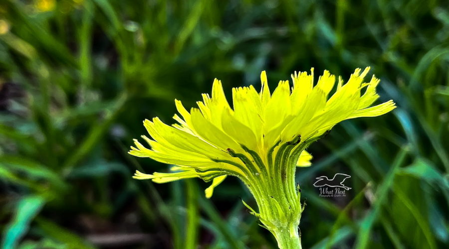The beautiful, large flower of a desert chicory contrasts nicely with a green yard.