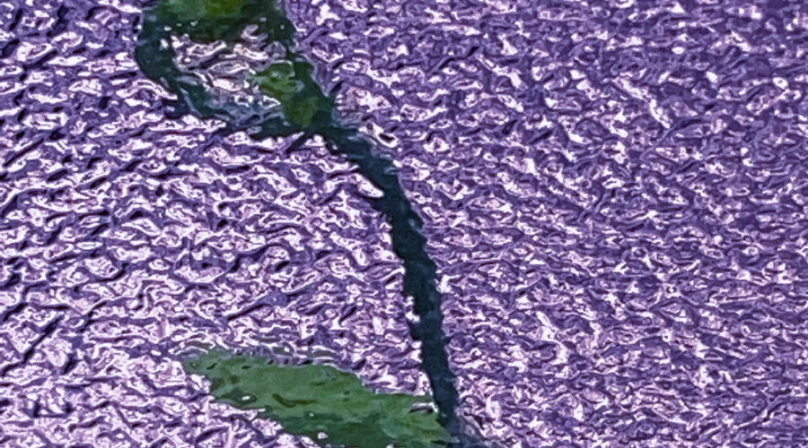 A brilliant green vine grows up against a pane of textured glass, creating a beautiful image.