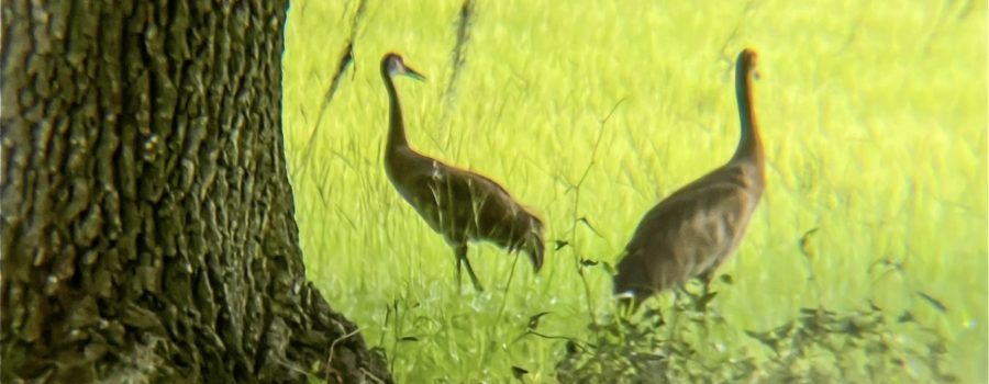 A pair of Sandhill cranes relax in the shade under a live oak tree.