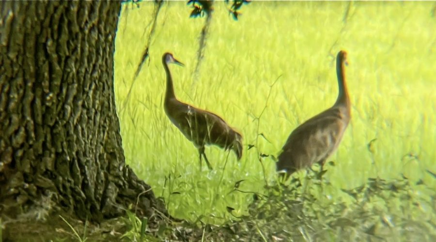 A pair of Sandhill cranes relax in the shade under a live oak tree.