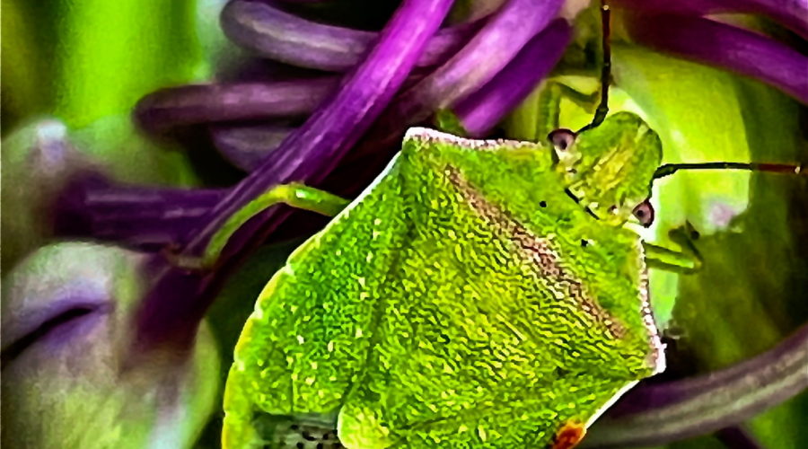 Red shouldered stink bugs are so named because of the red marks across the upper back and along the shoulder edges.