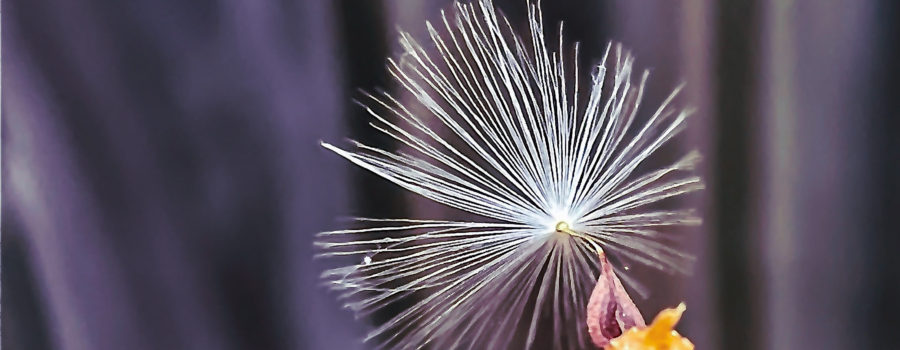 The last seed on a common dandelion seed head waits for a good wind to send it on it’s way.