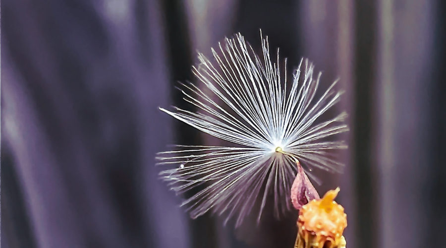 The last seed on a common dandelion seed head waits for a good wind to send it on it’s way.